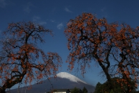 photo?id=1423&suffix=t