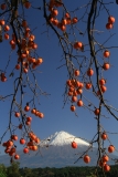 photo?id=1427&suffix=t