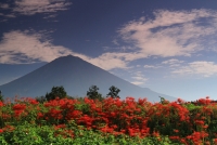 photo?id=1430&suffix=t