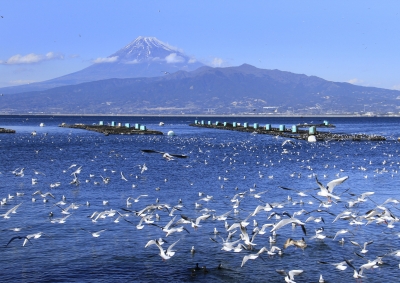photo?id=1448&suffix=m