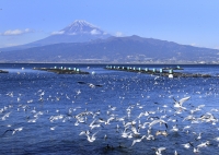 photo?id=1448&suffix=t