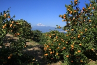 photo?id=1450&suffix=t