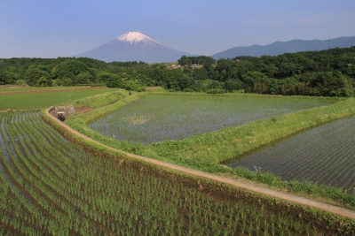 photo?id=1454&suffix=m