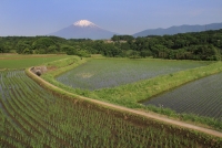 photo?id=1454&suffix=t