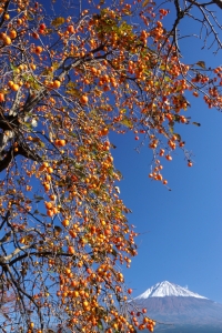 photo?id=1457&suffix=m