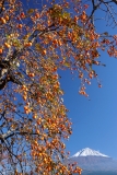 photo?id=1457&suffix=t