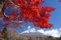 photo?id=1458&suffix=t