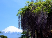 photo?id=1468&suffix=t