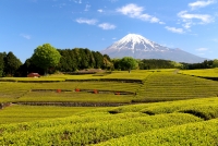 photo?id=1471&suffix=t