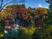 photo?id=1474&suffix=t