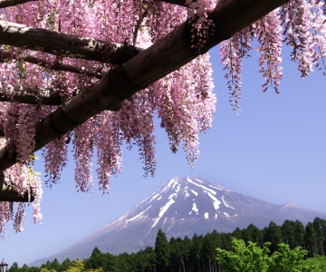 photo?id=1845&suffix=m