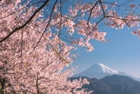 photo?id=1877&suffix=t
