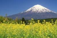 photo?id=2279&suffix=t