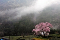 photo?id=2313&suffix=t