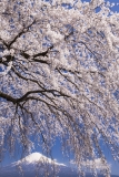 photo?id=2333&suffix=t