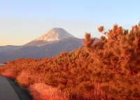 photo?id=2336&suffix=t