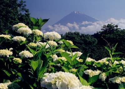 photo?id=2338&suffix=m