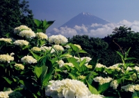 photo?id=2338&suffix=t
