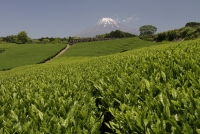 photo?id=2340&suffix=t