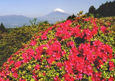 photo?id=2341&suffix=m