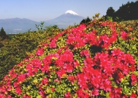 photo?id=2341&suffix=t