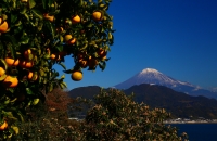 photo?id=2349&suffix=t