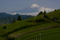 photo?id=2354&suffix=t