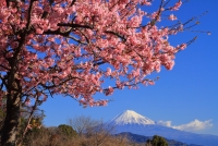 photo?id=2389&suffix=t