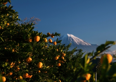 photo?id=2393&suffix=m