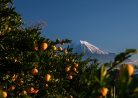 photo?id=2393&suffix=t