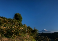 photo?id=2394&suffix=t
