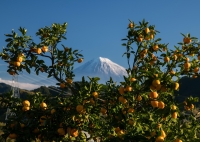 photo?id=2404&suffix=t
