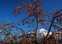 photo?id=2406&suffix=t