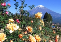 photo?id=2410&suffix=t