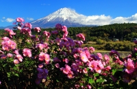 photo?id=2411&suffix=t