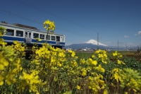 photo?id=2435&suffix=t