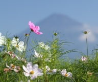 photo?id=2439&suffix=t
