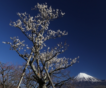 photo?id=2443&suffix=m