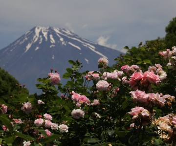 photo?id=2446&suffix=m