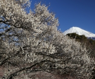 photo?id=2447&suffix=t