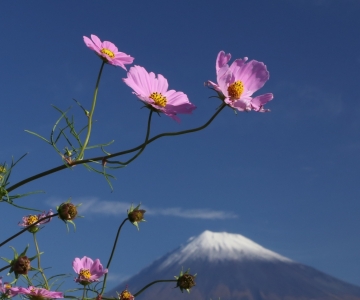 photo?id=2449&suffix=m