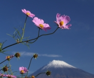 photo?id=2449&suffix=t