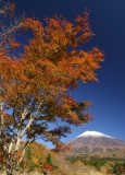 photo?id=2451&suffix=t