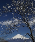 photo?id=2461&suffix=t