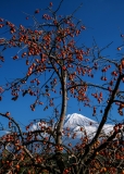 photo?id=2466&suffix=t