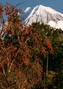 photo?id=2471&suffix=m