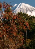 photo?id=2471&suffix=t