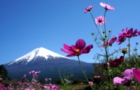 photo?id=2476&suffix=t
