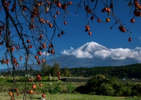 photo?id=2477&suffix=t