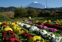 photo?id=2478&suffix=t